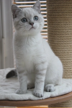 Bkh Kater Blue Tabby Point