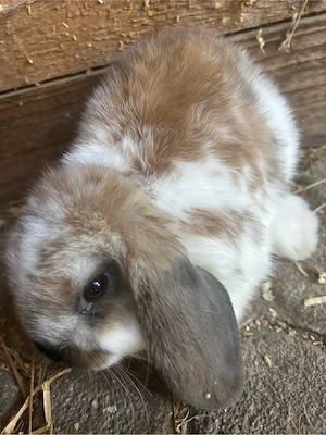 babyhase herzugeben