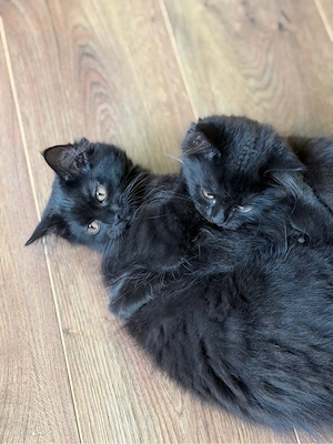   Zwei liebevolle Katzenbrüder suchen ein neues Zuhause