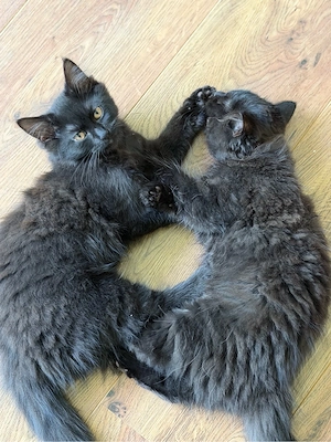   Zwei liebevolle Katzenbrüder suchen ein neues Zuhause