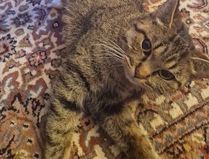 bezaubernde katzendame 