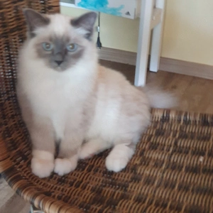 Deckkater Heilige Birma 
