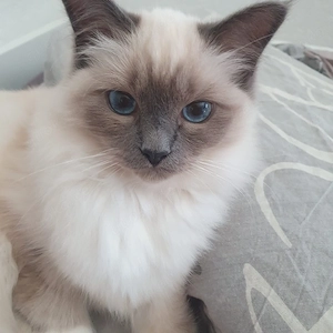 Deckkater Heilige Birma 