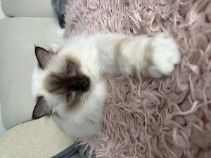 Birmakater abzugeben jung