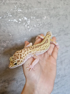 Leopardgecko Weibchen aus 2019 mit Terrarium Bild 2