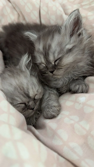 Zwei liebe Perserkitten suchen gemeinsam ein neues Zuhause