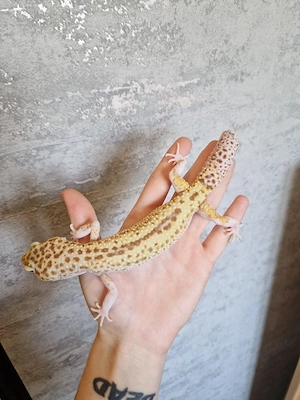 Leopardgecko Weibchen aus 2019 mit Terrarium Bild 3