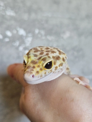 Leopardgecko Weibchen aus 2019 mit Terrarium
