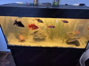 Juwel Aquarium 160liter 