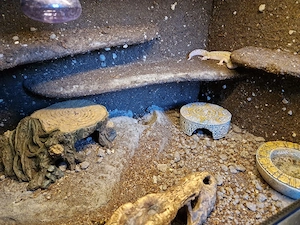 Leopardgecko Weibchen aus 2019 mit Terrarium Bild 4