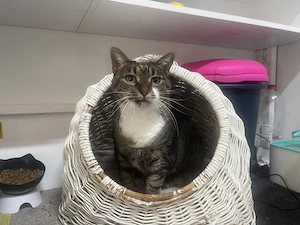 Herzenskatze Leni    Wer schenkt dieser Katzenomi noch einmal Liebe?