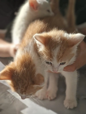 Ketten katzenbabys