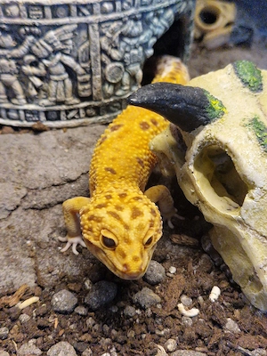 Leopardgecko Männchen