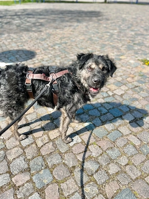  Tolle Hündin Bea sucht Menschen mit Herz   16775 Löwenberger Land  Bild 6