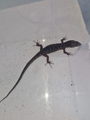 Lepidophyma flavimaculatum