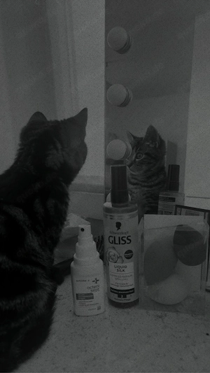 EKH   Hauskatze
