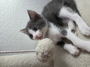 Siam Mischling Kitten 