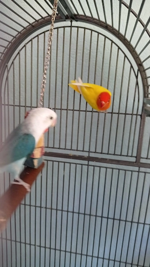 Vögel Zwei Pfirsichköpfchen