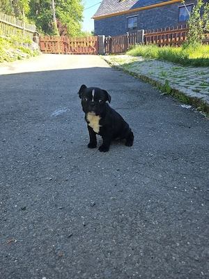 Französische Bulldogge Welpe