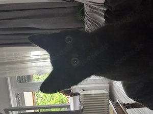 4 Süße Kleine kitten 