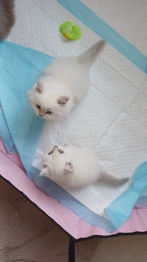 BKH kitten