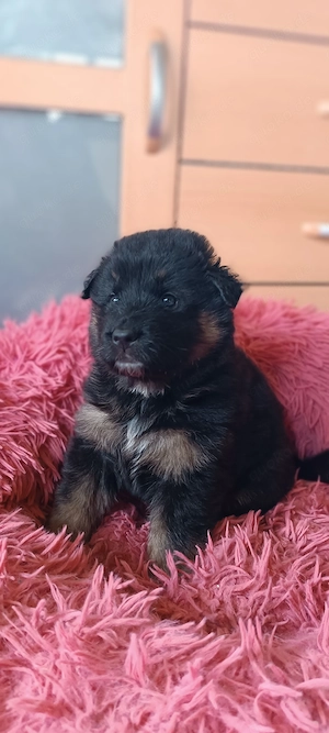 Australian Shepherd Mix Welpen 2 Hündinnen suchen noch ein Zuhause Bild 5