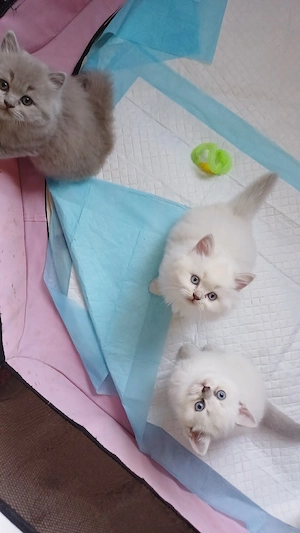BKH kitten