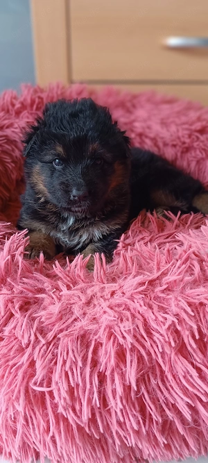 Australian Shepherd Mix Welpen 2 Hündinnen suchen noch ein Zuhause Bild 3