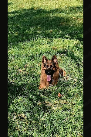 Australian Shepherd Mix Welpen 2 Hündinnen suchen noch ein Zuhause Bild 7