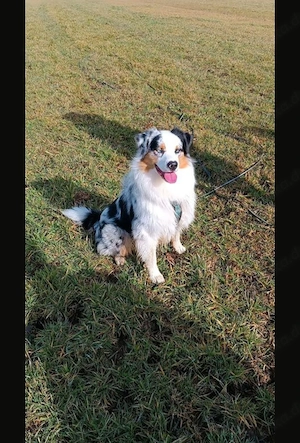Australian Shepherd Mix Welpen 2 Hündinnen suchen noch ein Zuhause Bild 6