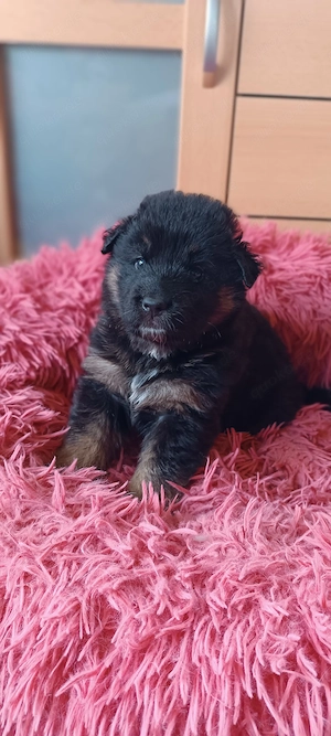 Australian Shepherd Mix Welpen 2 Hündinnen suchen noch ein Zuhause Bild 4