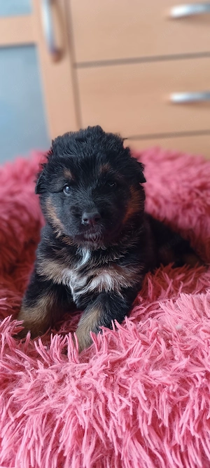 Australian Shepherd Mix Welpen 2 Hündinnen suchen noch ein Zuhause Bild 2