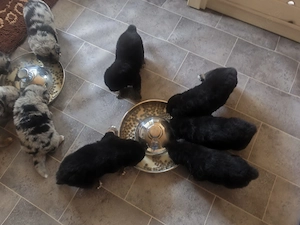 Australien Shepherd Deutscher Schäferhund Welpen 2 Hündinnen suchen ihr Zuhause
