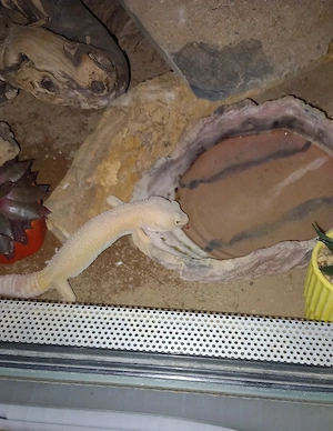 Leopardengecko abzugeben