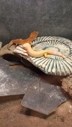 Leopardengecko abzugeben Bild 5
