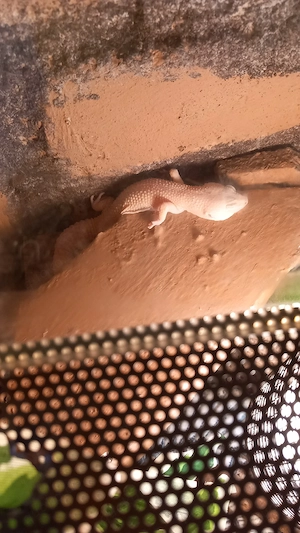 Leopardengecko abzugeben Bild 2