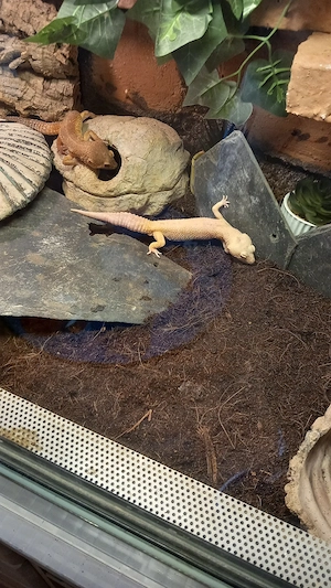 Leopardengecko abzugeben Bild 4