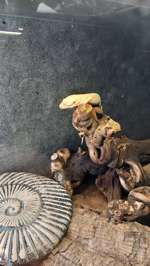 Leopardengecko abzugeben Bild 3