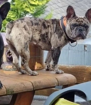 5 jährige Französische Bulldogge 