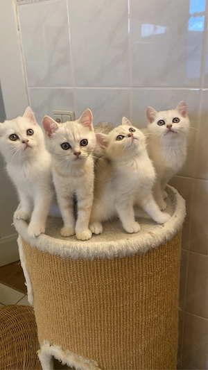 BKH Kitten