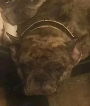 5 jährige Französische Bulldogge 