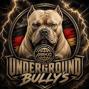 American Pocket Bullys 