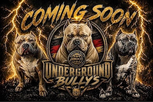 American Pocket Bullys 