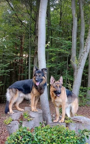 Schäferhundwelpen  Bild 3