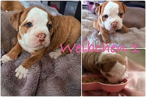 old englisch Bulldog