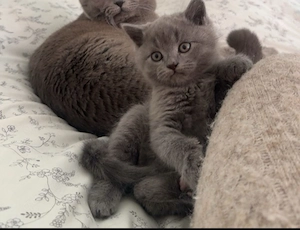 BKH kitten Suchen Ein Neues Zuhause