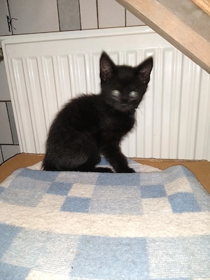 Katzenbaby 