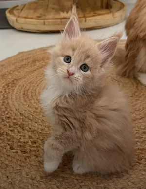    Wunderschöne Kätzchen   Männchen & Weibchen verfügbar      Bild 2