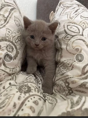 Ein letzter süßer BKH lilac Kitten Kater sucht ab Ende Juni   Anfang Juli ein neues zu Hause!