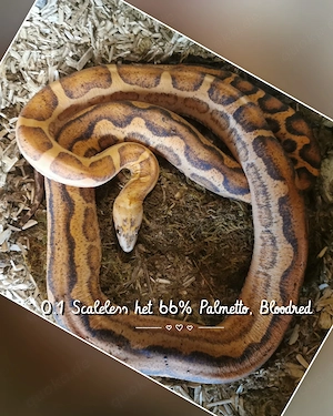 0.1 Scaleless het 66% Palmetto, Bloodred 